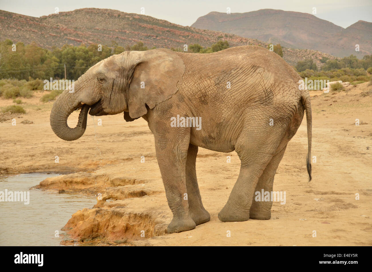 Young African Elephant drinking water at a pool Stock Photo
