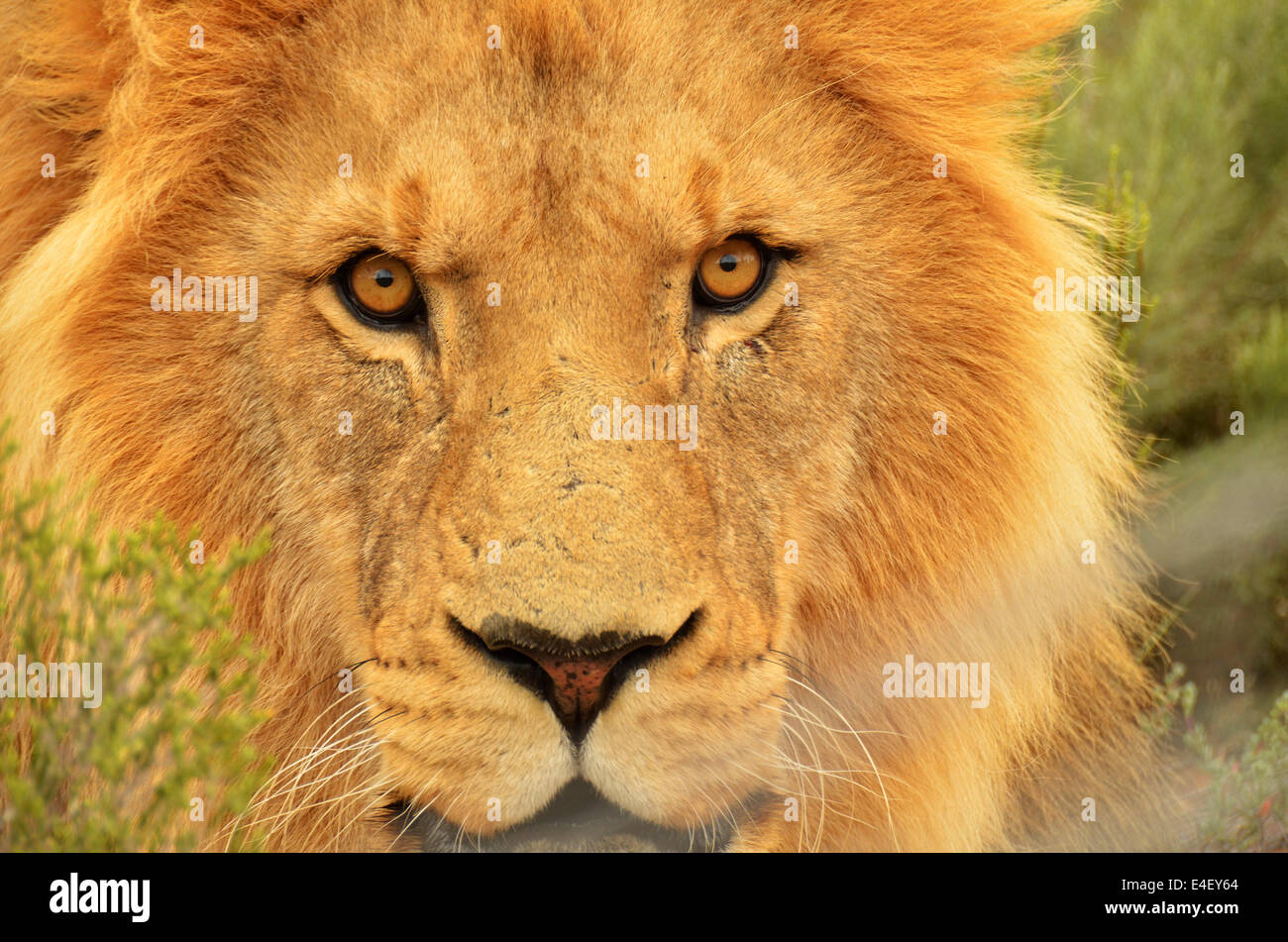 Scarred male lion hi-res stock photography and images - Alamy