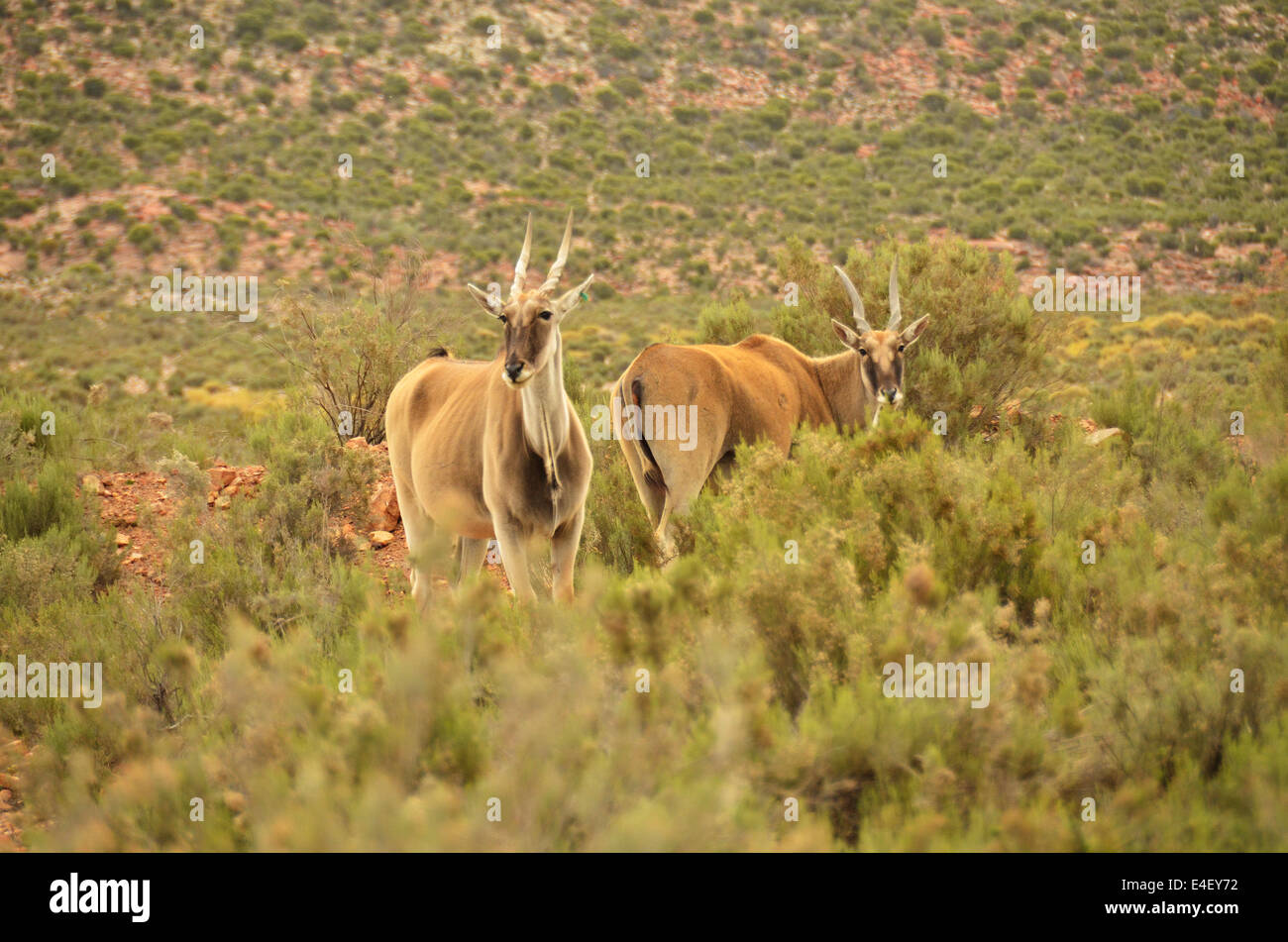 Two young eland in the Karroo bush Stock Photo