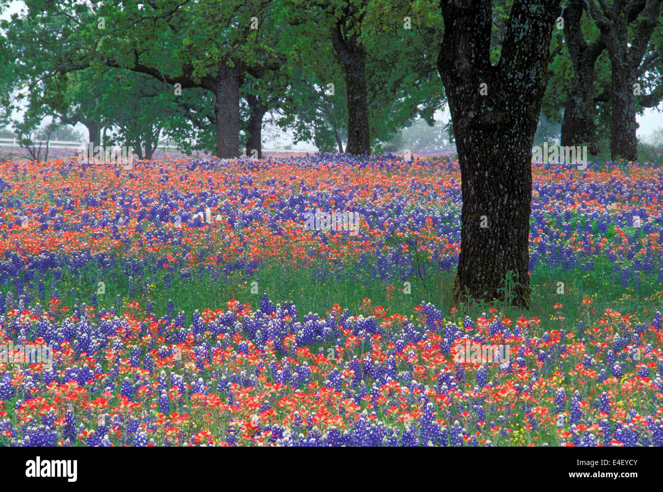 Indian Paintbrush and Bluebonnets in the Hill Country of Texas Stock Photo