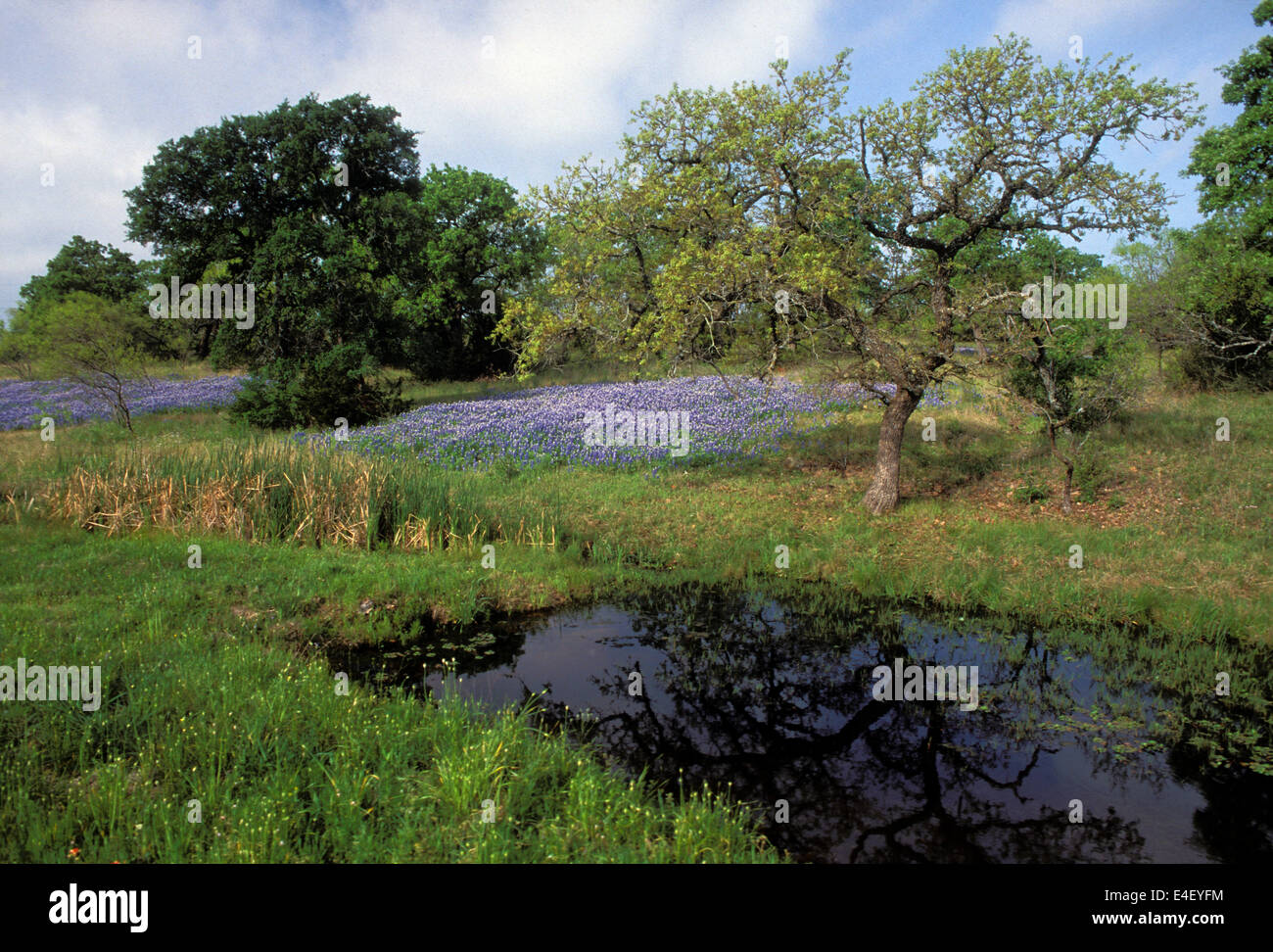 Bluebonnets Growing near Small Pond in Burnet County, Texas Stock Photo