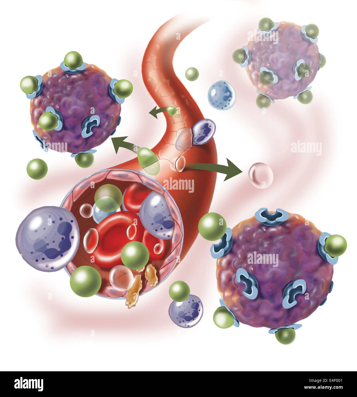 Components of blood vessel interact with intracellular fluid; white blood cells, red blood cells, oxygen, platelets and hormones Stock Photo