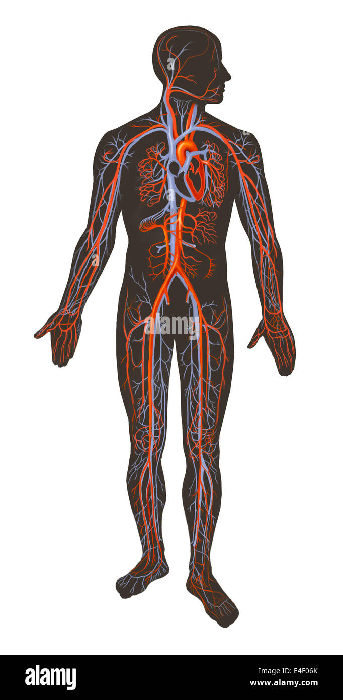 Arteries and veins of the human body. Stock Photo