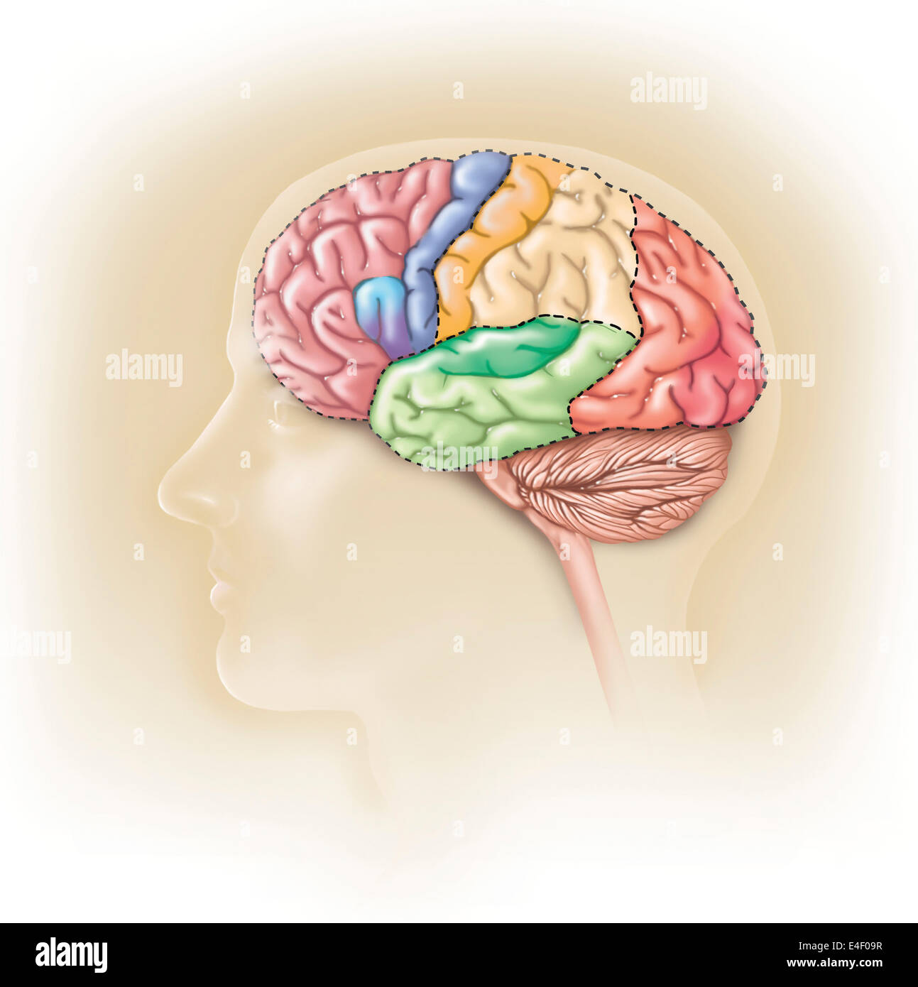 Side view of the human head showing the functional lobes of the human brain. Stock Photo