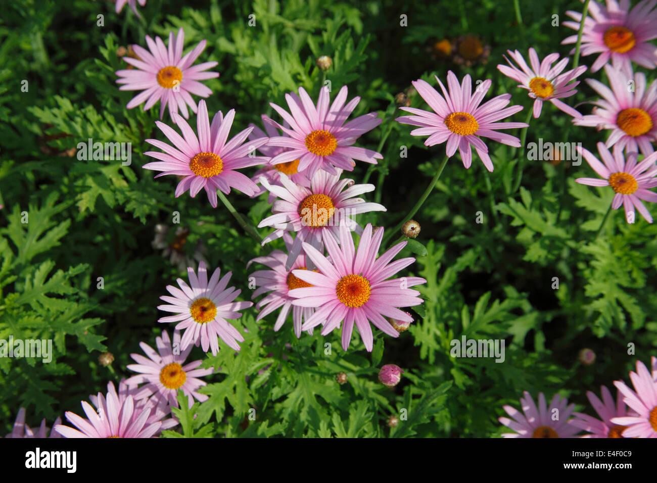 Agryanthemum 'Weymouth Pink' plant in flower Stock Photo