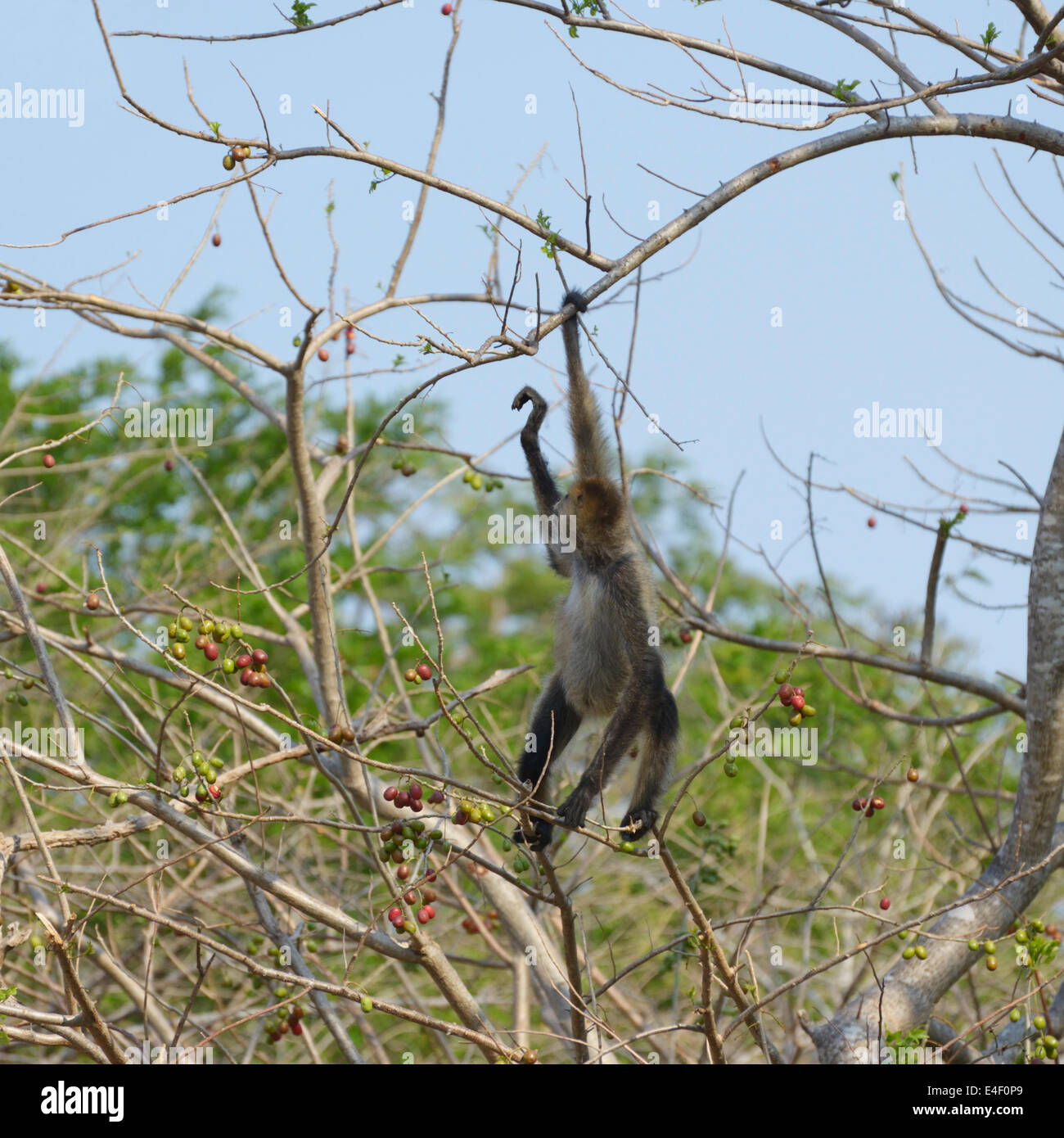 Central American Spider Monkey, Ateles geoffroyi, hanging by prehensile tail, Santa Rosa National Park, Guanacaste Stock Photo