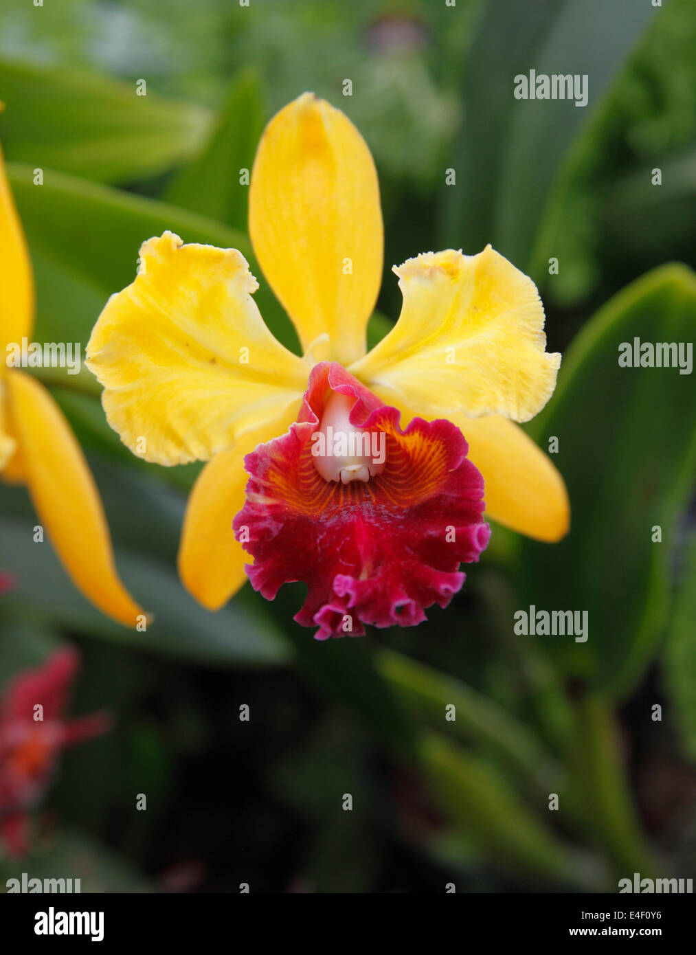 Orchidaceae x Laeliocattleya Velfaim gx .Fascination' close up of flower Stock Photo
