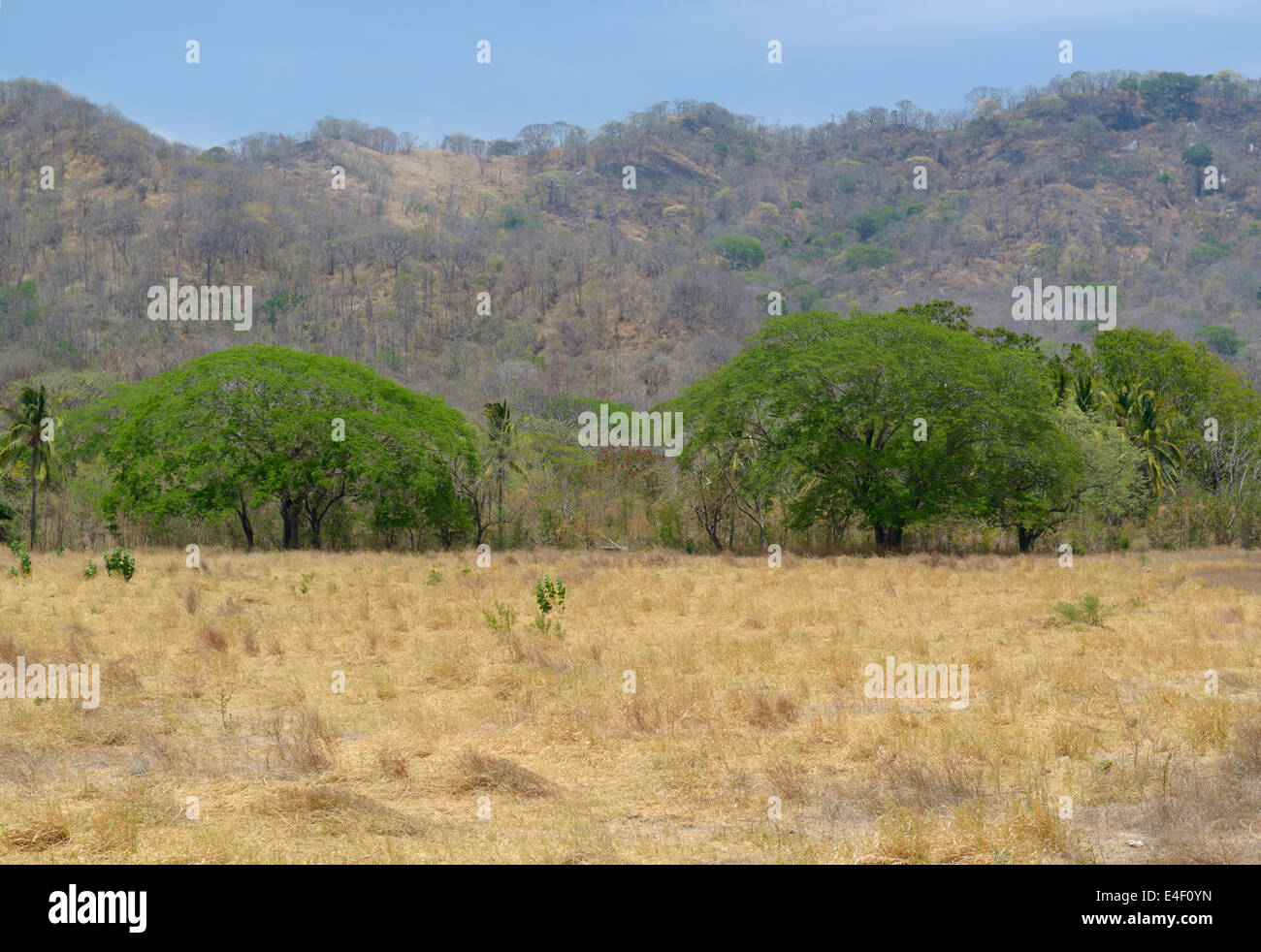 Two guanacaste trees, Enterolobium cyclocarpum, Guanacaste Province, Costa Rica Stock Photo