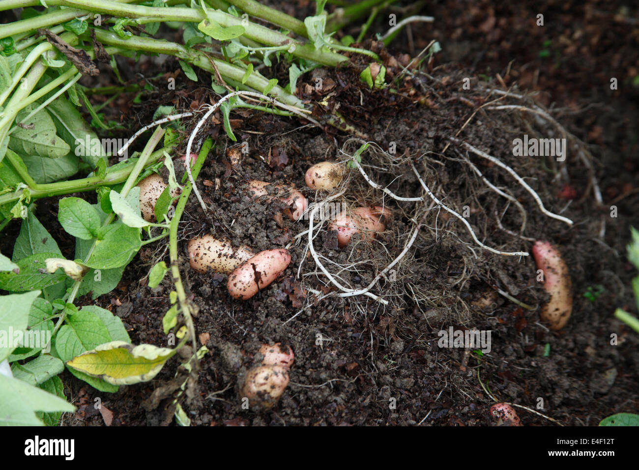 Solanum tuberosum 'Pink Fir Apple' potato close up of freshly dug root Stock Photo
