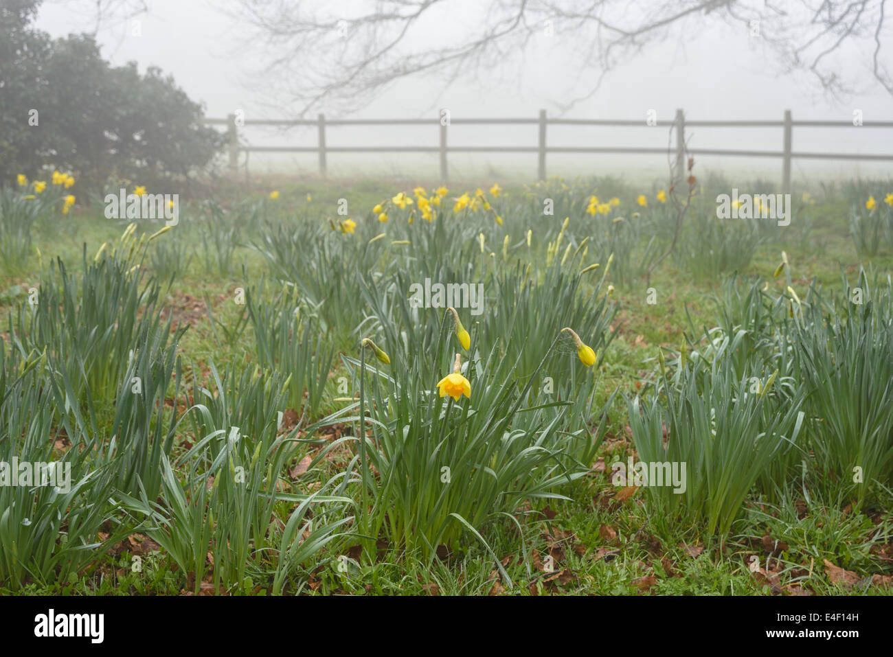 A foggy Spring morning in Longworth, Oxfordshire, England Stock Photo