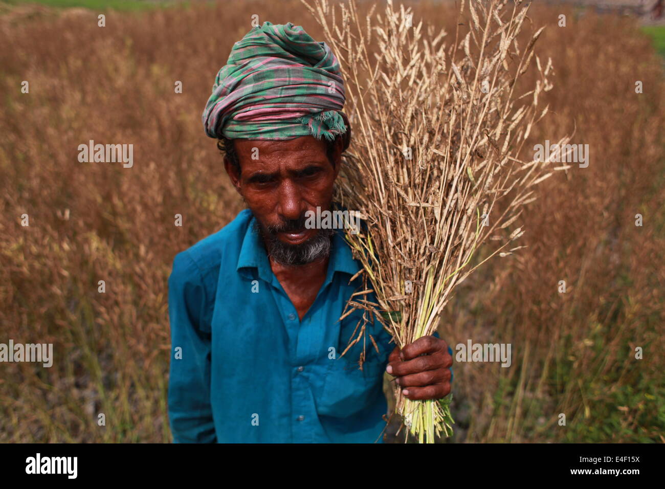 farmer  working in their cropland,farmer,Asia,Asian,Ethnicity,Bangladesh,Bangladeshi,Basket,Bengali,Boat,Color,Image,Deficiency, Stock Photo