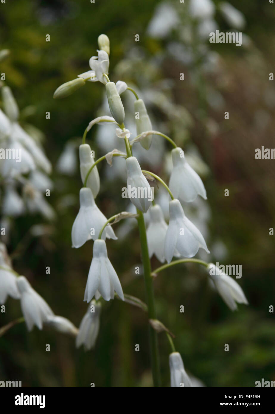 Candicans hi-res stock photography and images - Alamy