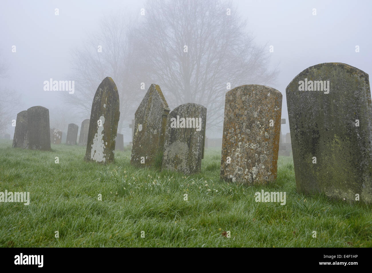 A foggy Spring morning in the churchyard in Longworth, Oxfordshire