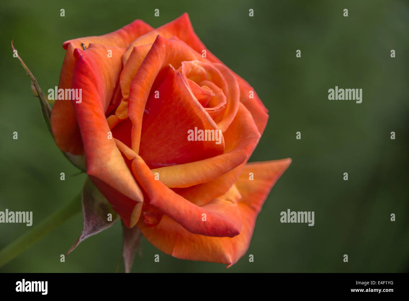 Single rose hires stock photography and images Alamy