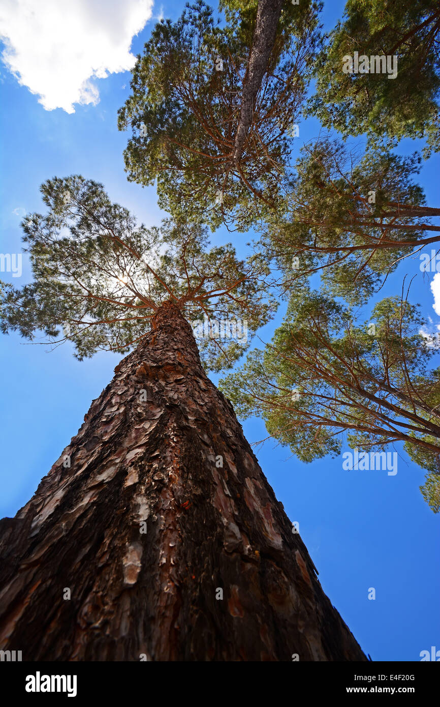 Jerusalem pine hires stock photography and images Alamy