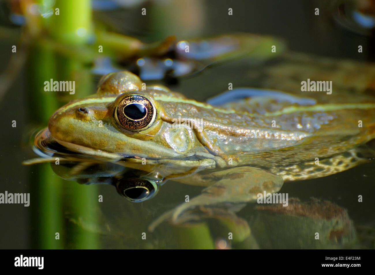 Levant water frog, Pelophylax bedriagae Stock Photo Alamy