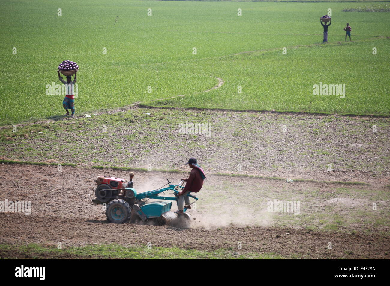 farmer  working in their cropland,farmer,Asia,Asian,Ethnicity,Bangladesh,Bangladeshi,Basket,Bengali,Boat,Color,Image,Deficiency, Stock Photo