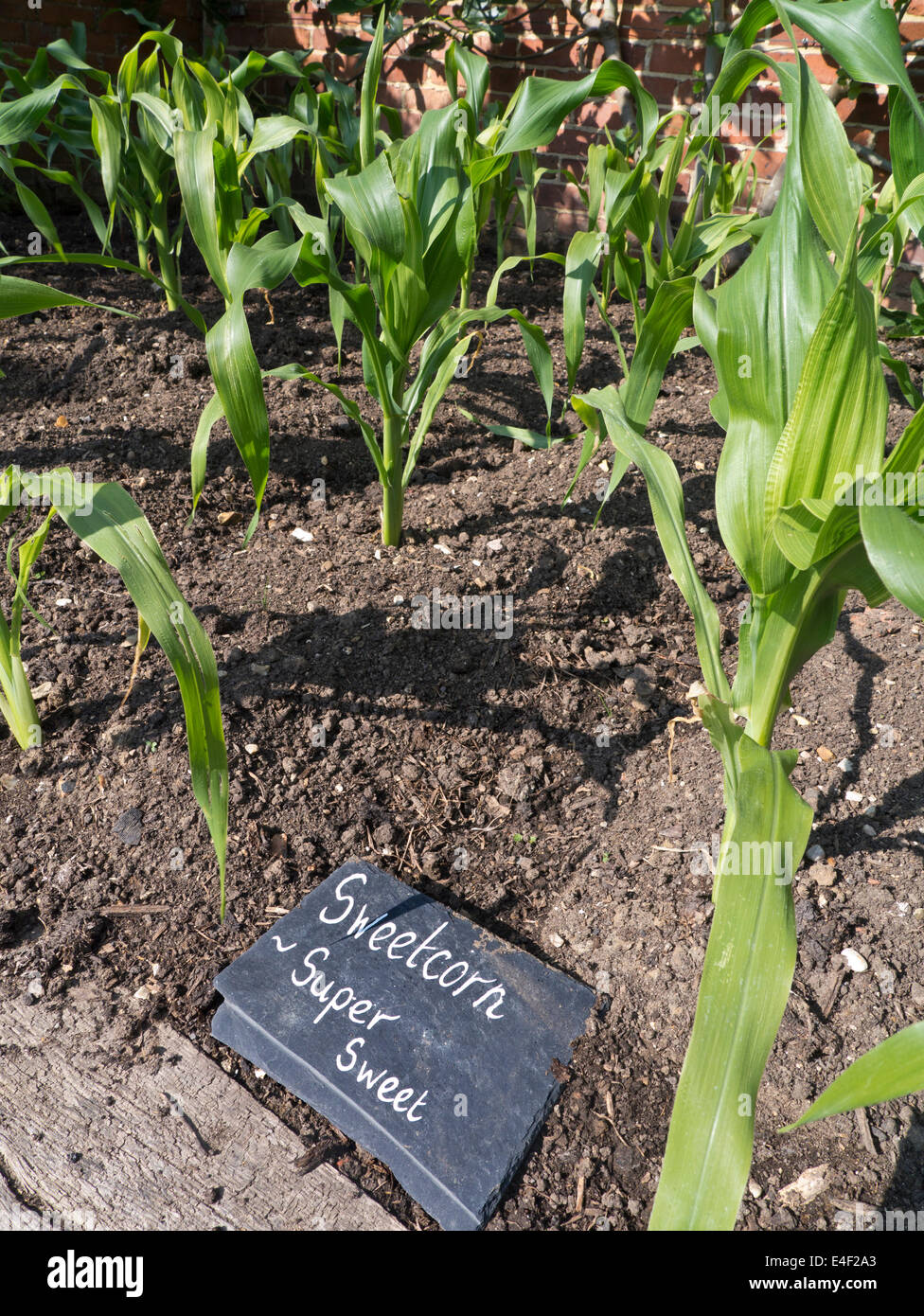 Super Sweet Sweetcorn growing in a restaurant kitchen garden with slate name label Stock Photo