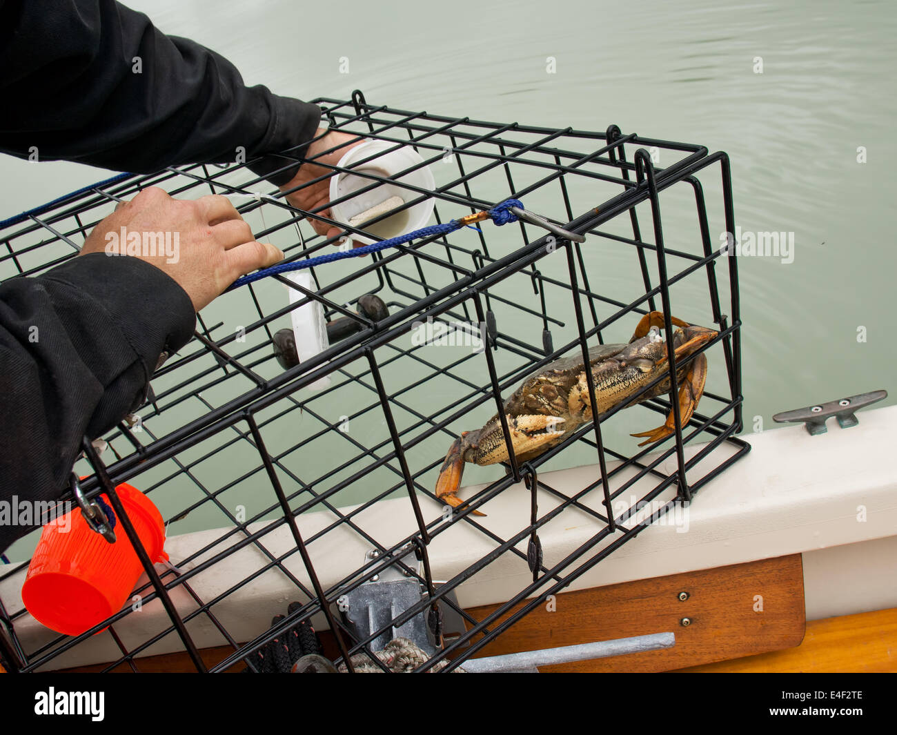 Dungeness crab in a small personal use crab pot with bait cups on the edge of a small boat in Southeast Alaska. Stock Photo