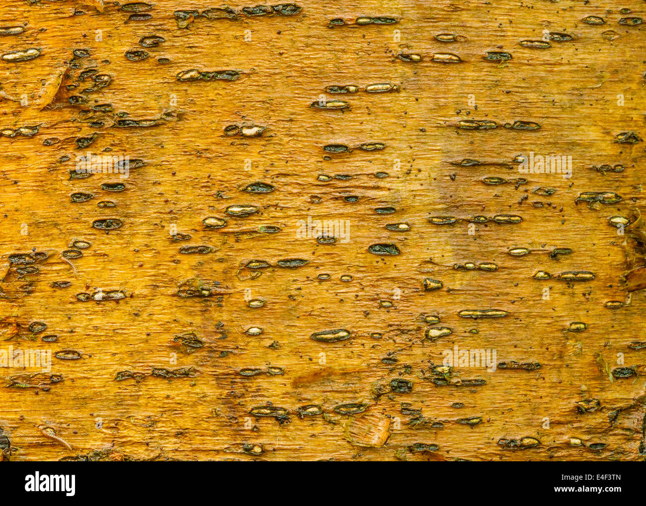 Tree log art hi-res stock photography and images - Alamy