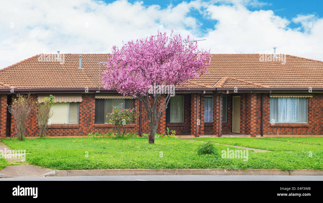 facade of a modern australian suburban  house  with beautiful  blossoming tree Stock Photo