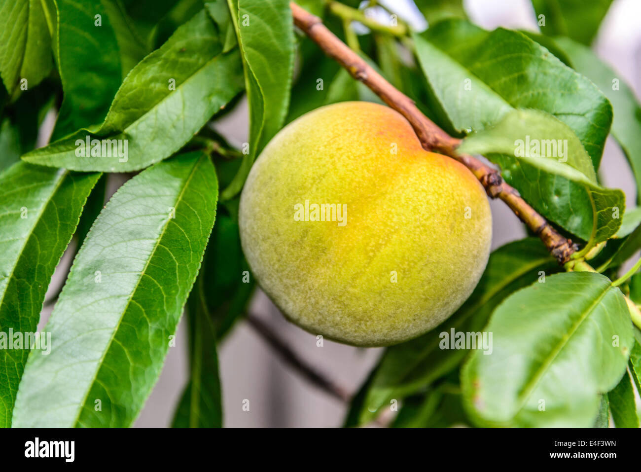 peach ripening on the tree Stock Photo Alamy