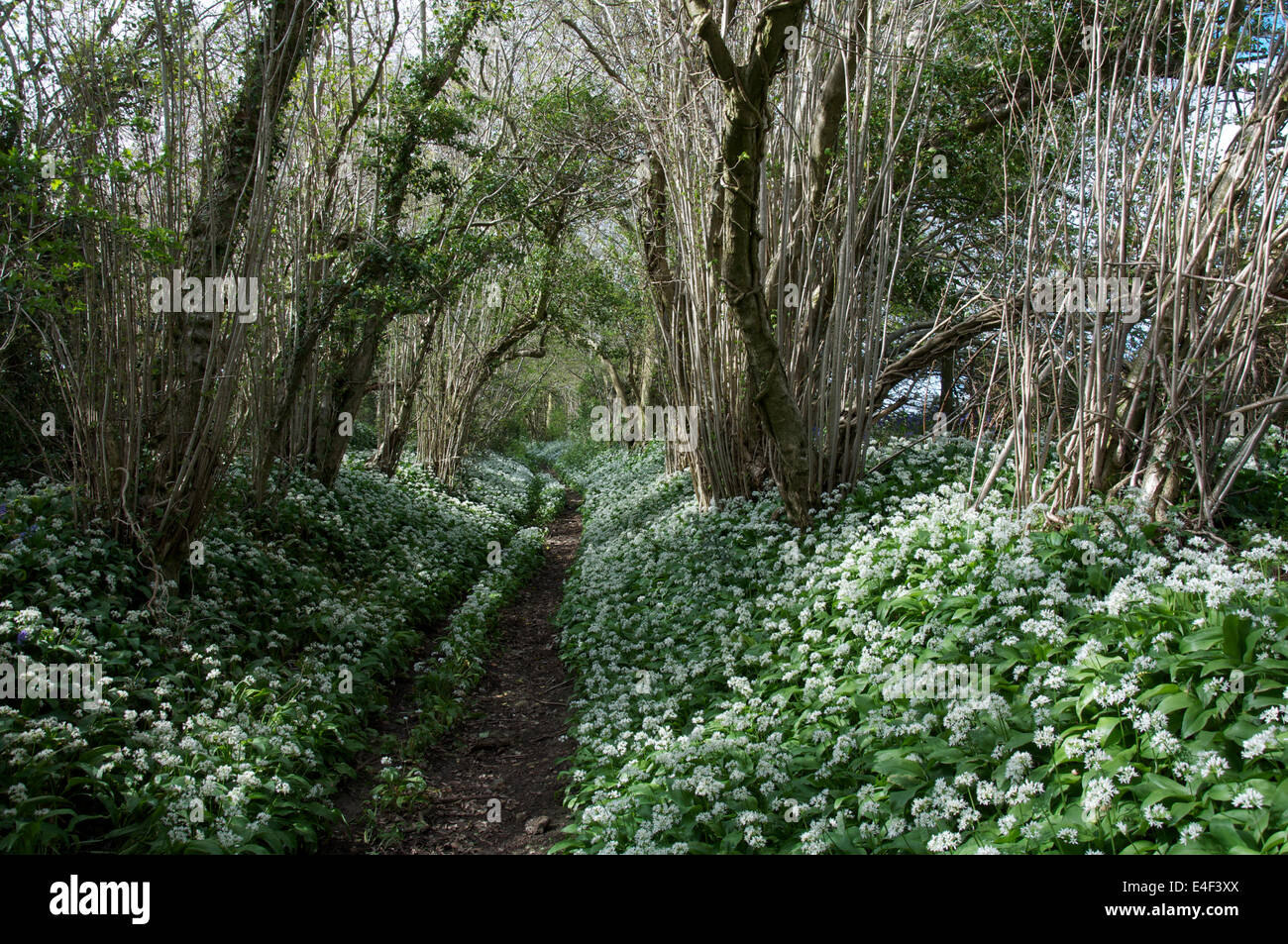 Springtime in the British countryside. Wild Garlic (Allium ursinum