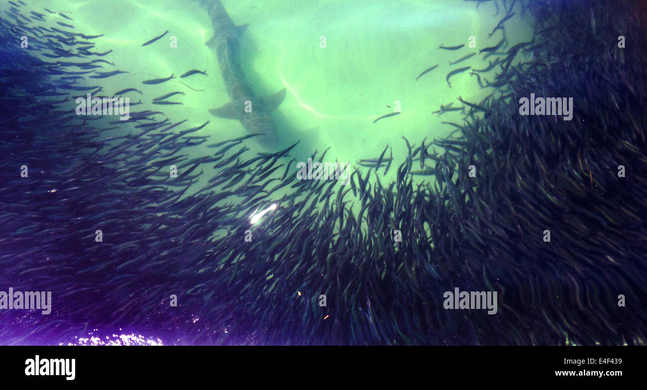 San Diego, CA, USA. 9th July, 2014. July 9, 2014 - San Diego, California, USA - A leopard shark swims though a huge school of anchovy at La Jolla Shores beach. It is the largest school of northern anchovy seen in local waters in 30 years, confounding scientists at the nearby UC San Diego Scripps Institution of Oceanography. Anchovies periodically enter shallow water in large numbers, but researchers say they aren't certain why the schools were so huge. © KC Alfred/ZUMA Wire/Alamy Live News Stock Photo