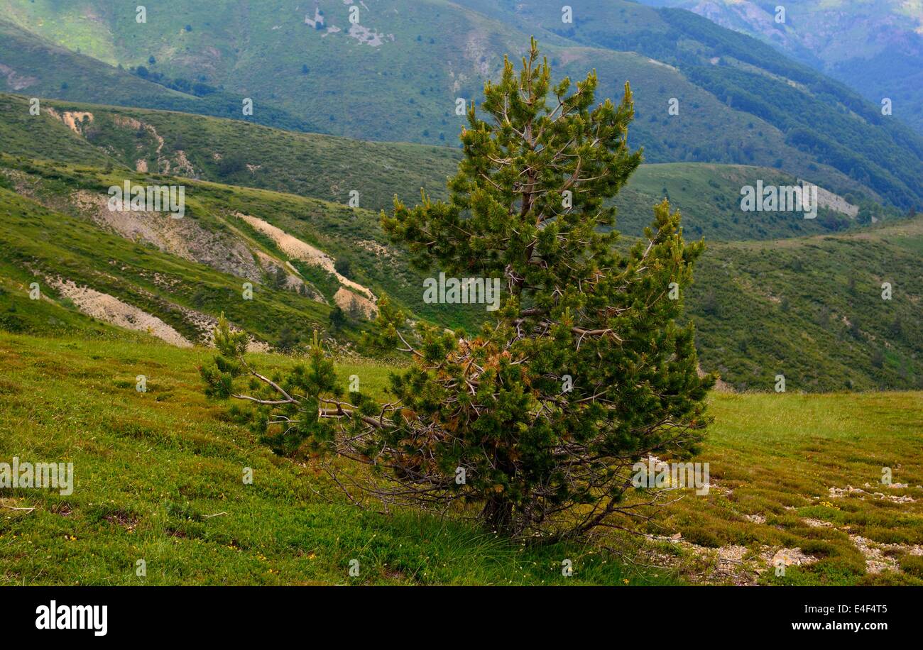 Pine tree tree hi-res stock photography and images - Alamy
