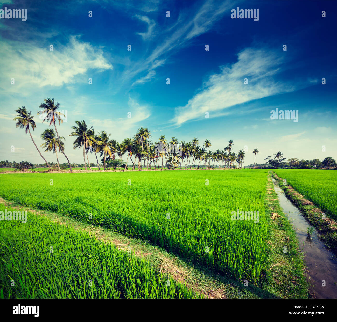 Vintage retro hipster style travel image of rural Indian scene - rice paddy field and palms. Tamil Nadu, India Stock Photo