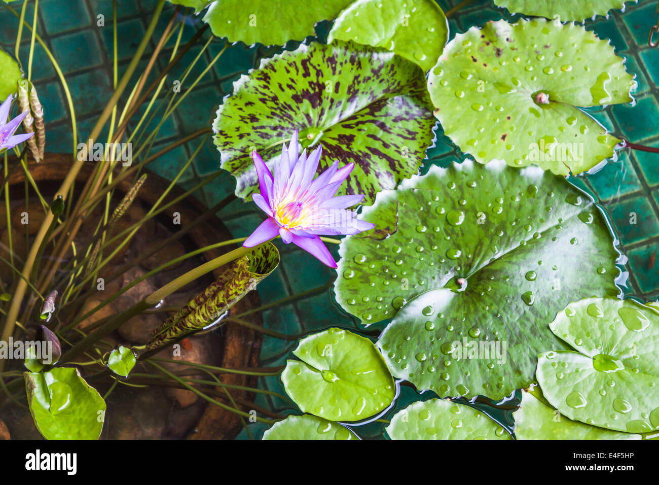 Floating violet water lily on green leaf Stock Photo