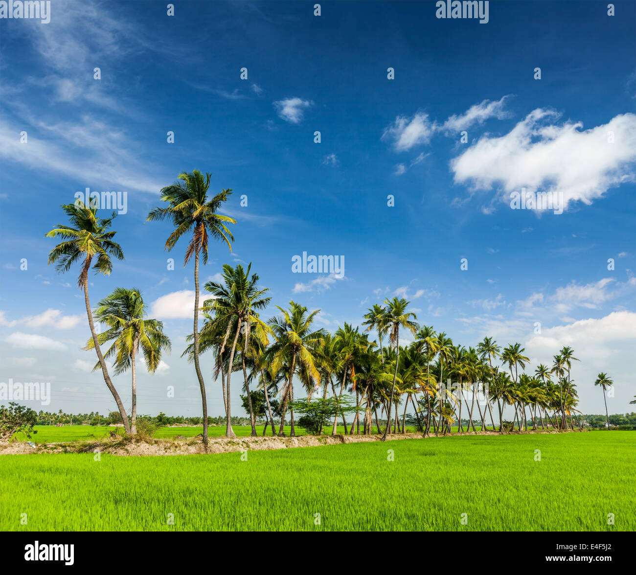 Rural Indian scene - rice paddy field and palms. Tamil Nadu, India Stock Photo