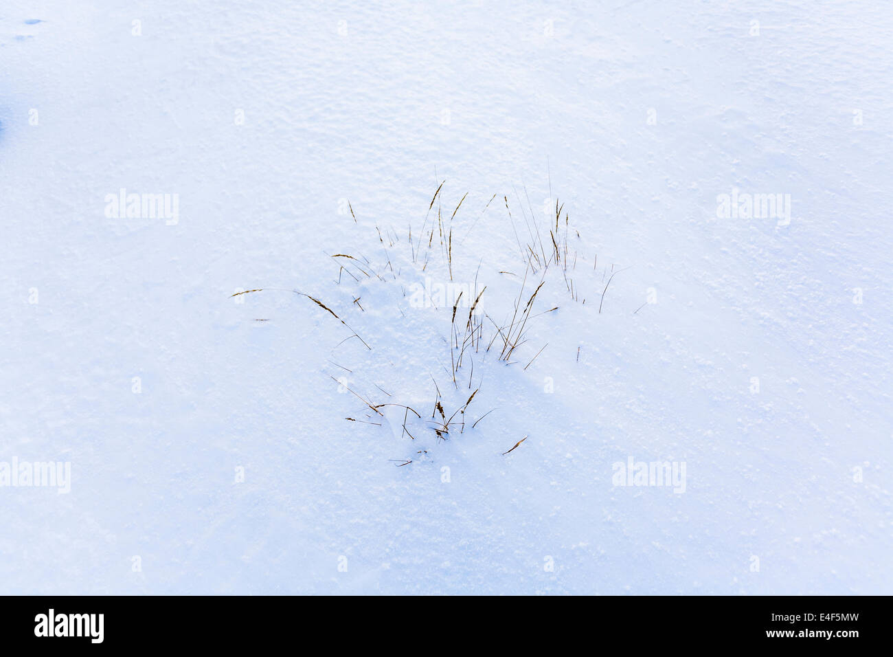 Grass in snow, Quebec City Quebec, Canada. Stock Photo
