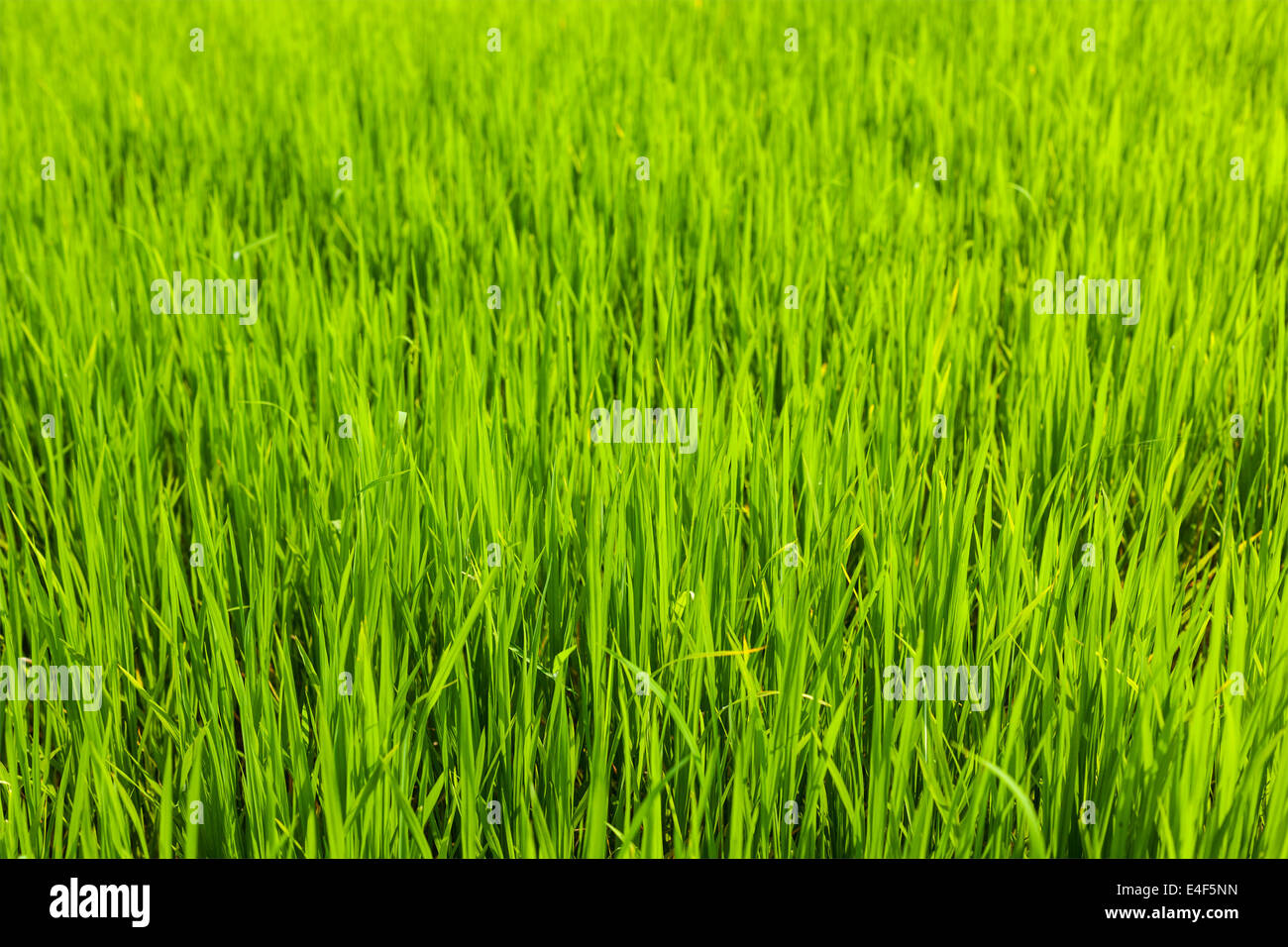 Rice paddy field close up. Tamil Nadu, India Stock Photo