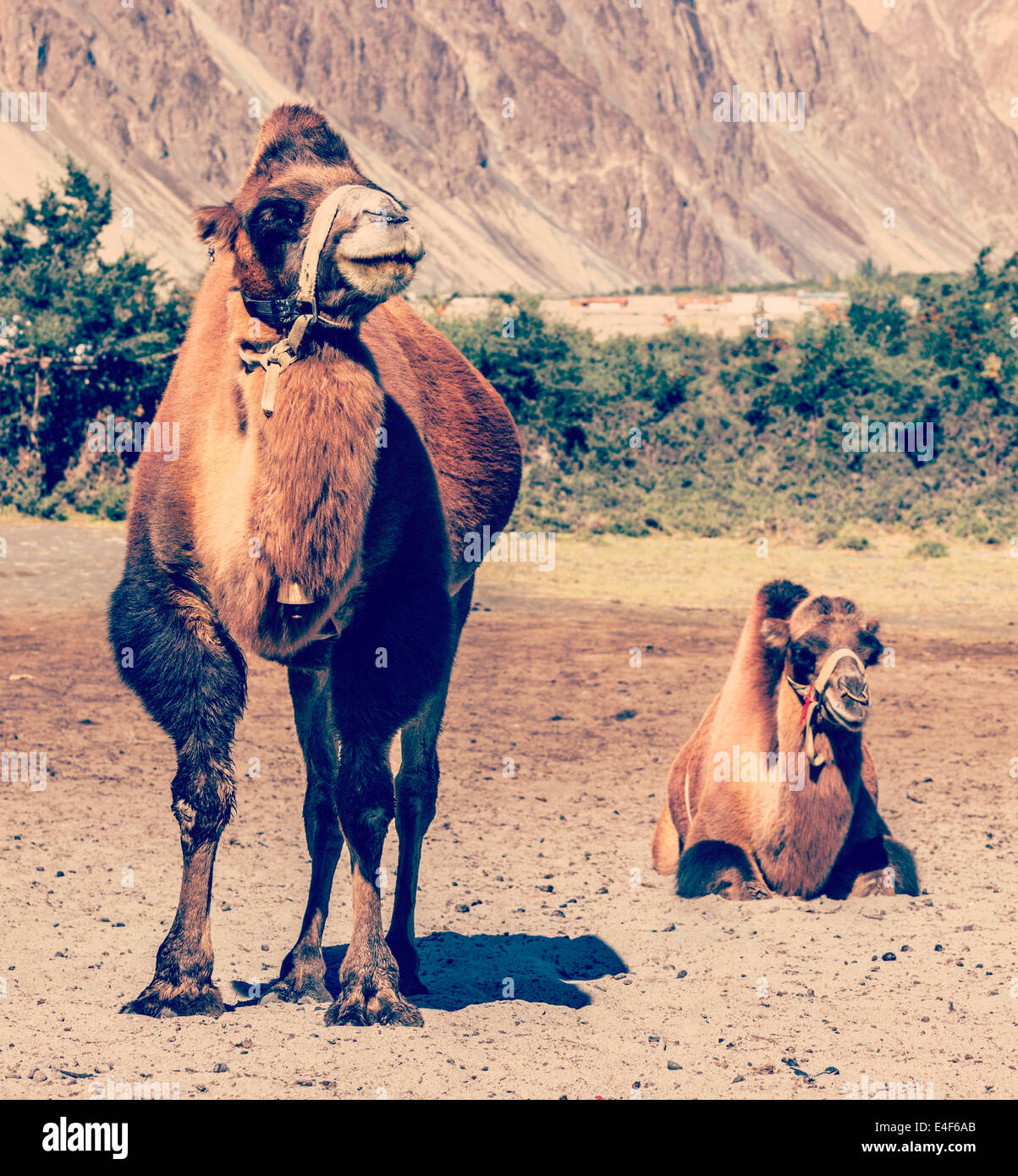 Vintage retro effect filtered hipster style travel image of Bactrian camels in Himalayas. Hunder village, Nubra Valley, Ladakh, Stock Photo