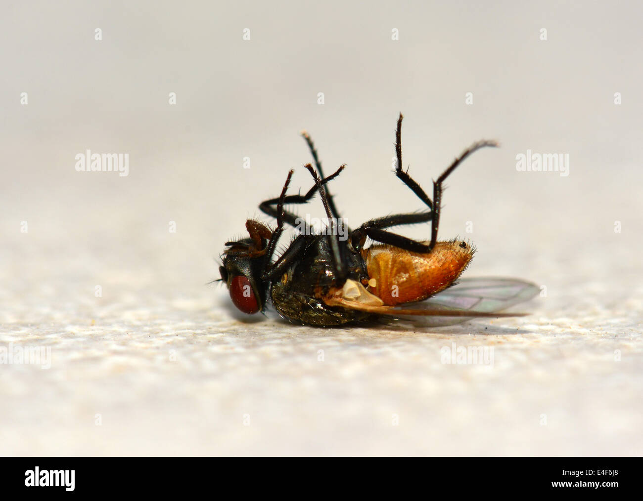 Dead housefly Stock Photo