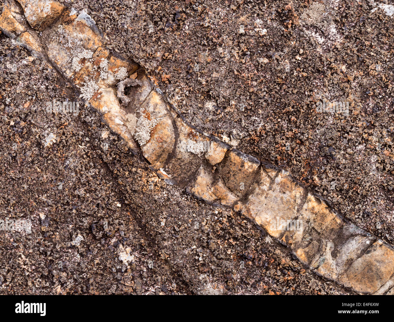 Seam of quartz or calcite intrusion in glacial smoothed and scored gabbro rock, Isle of Skye, Scotland, UK Stock Photo