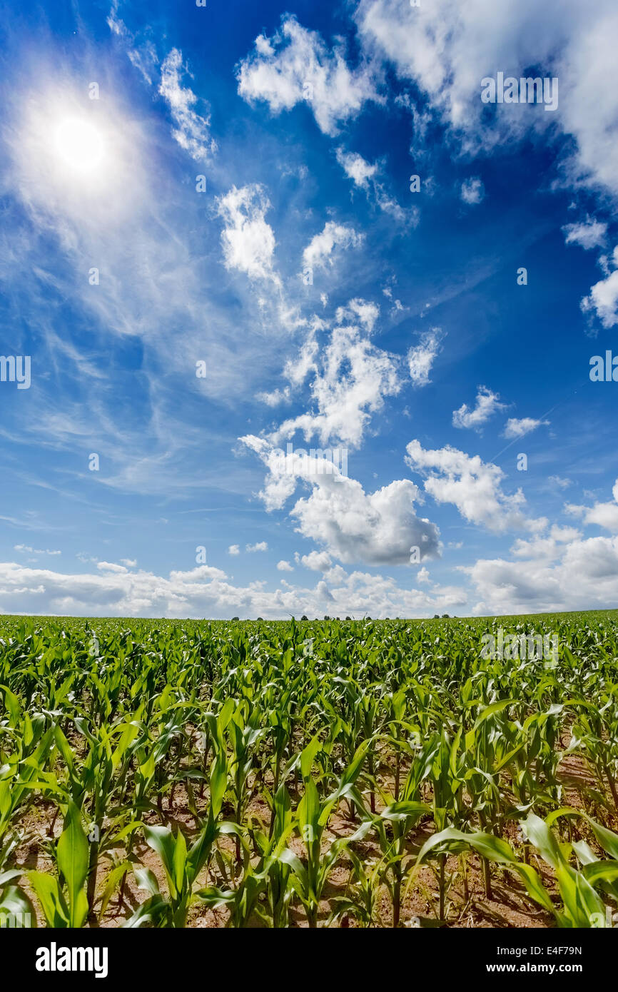 A green field of corn growing up against blue sky with sun Stock Photo ...
