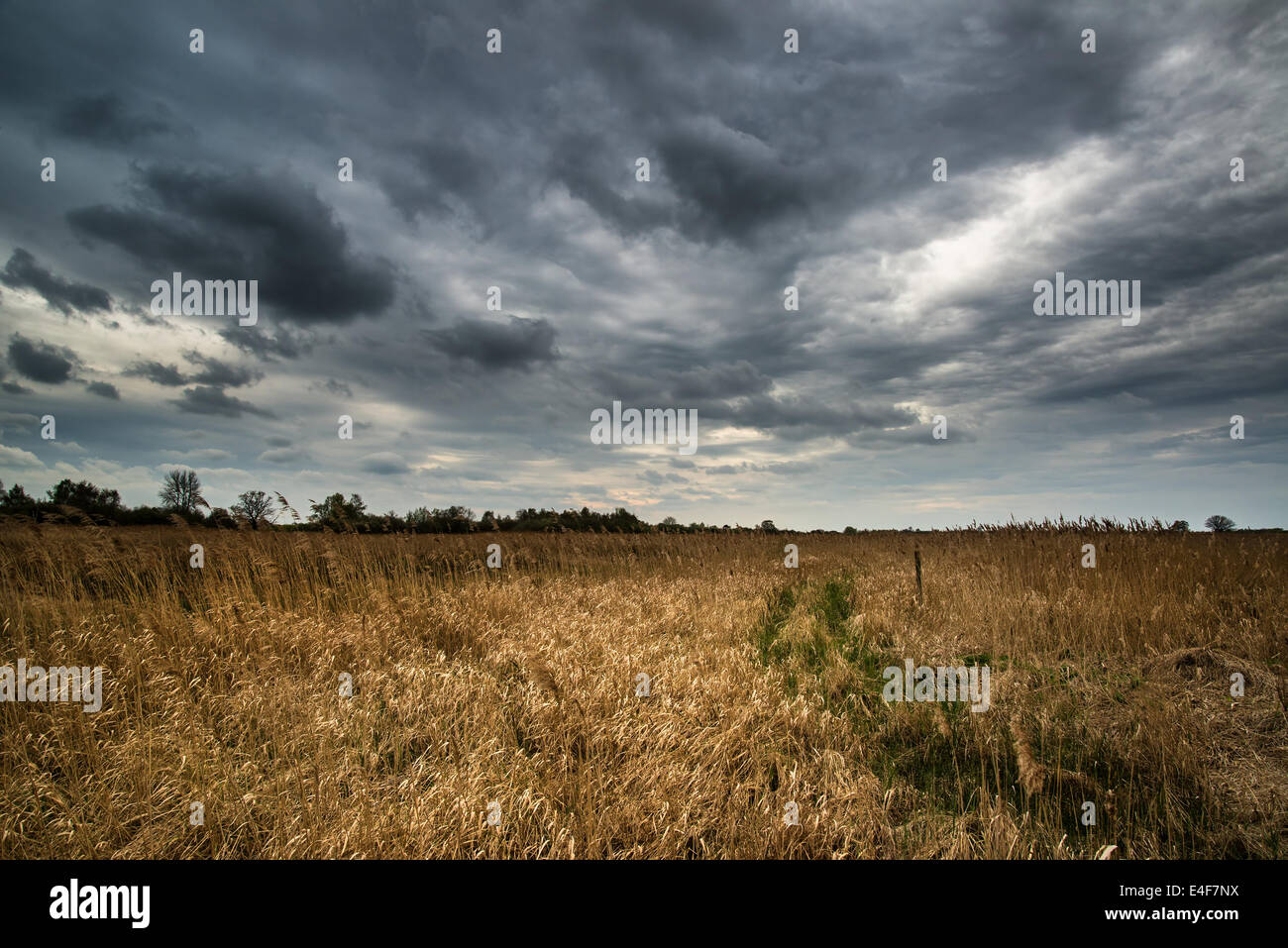 Dark dramatic landscape stormy sky over wetlands Stock Photo - Alamy