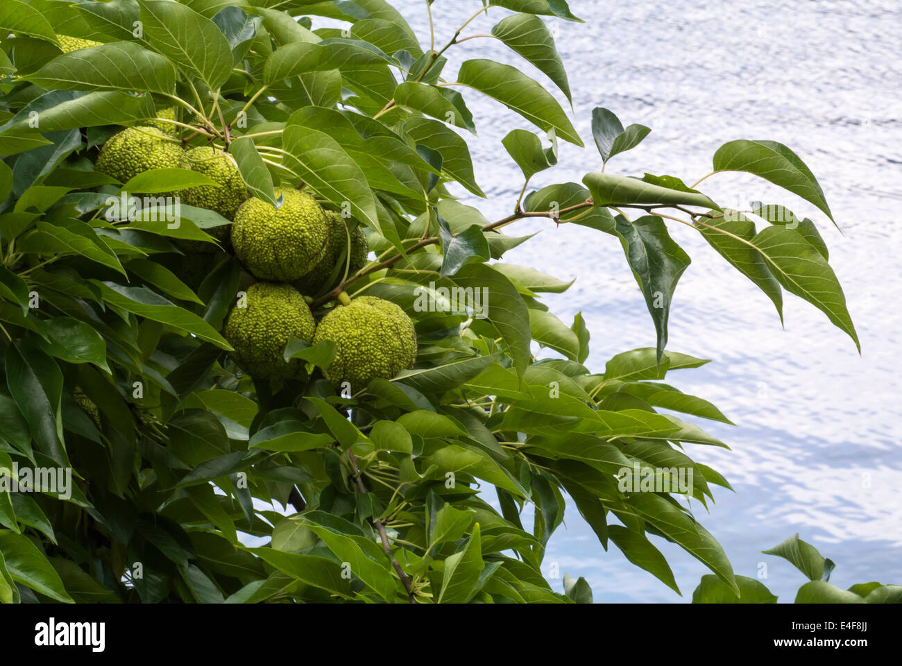 Maculara pomifera hires stock photography and images Alamy