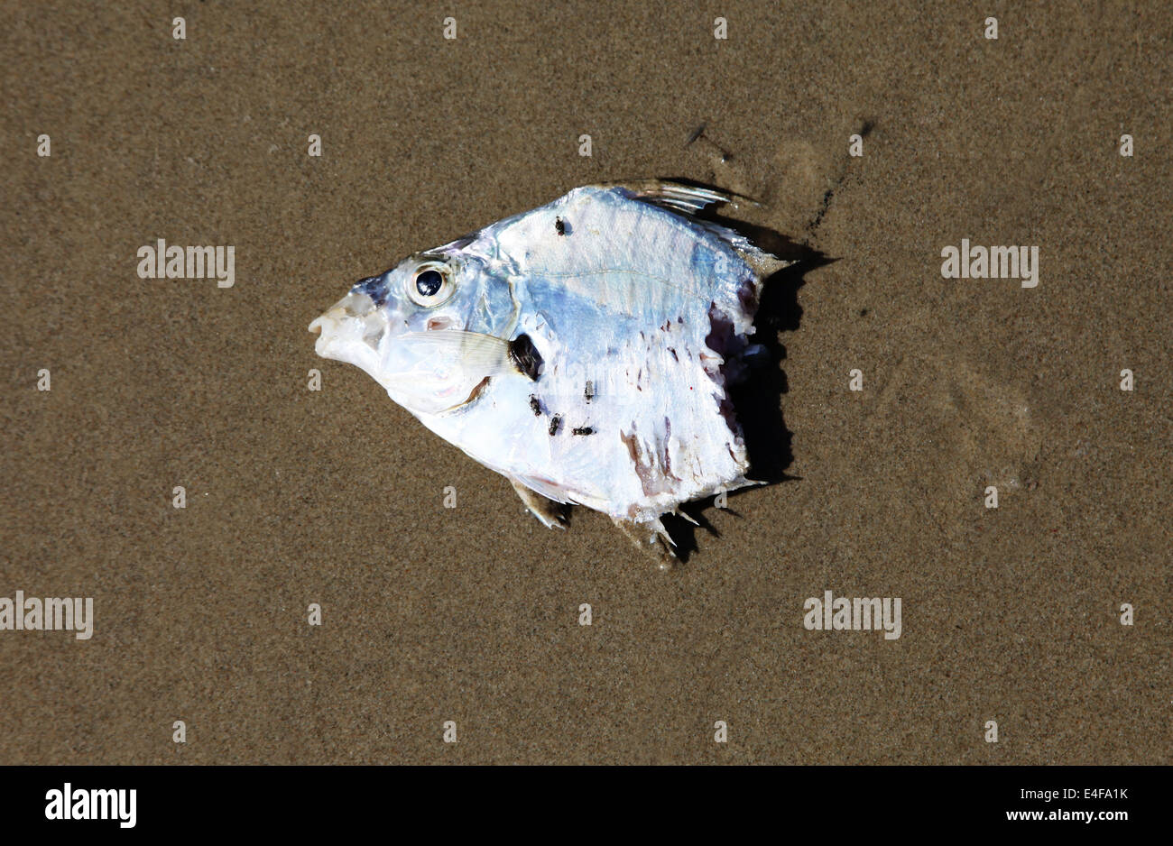 It's a photo of the head of a dead fish on the sand. he is cut in half. View from the top ort top view Stock Photo