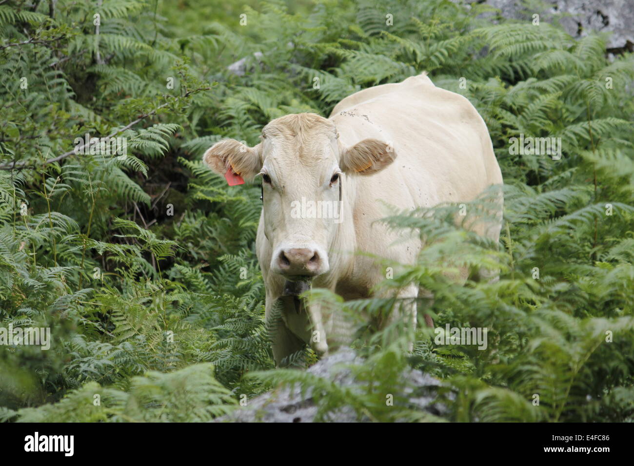 Cow, Natural Park of Gorbeia, Biscaye, Alava, Basque Country, Spain ...