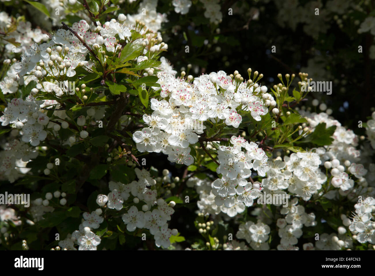 Hawthorn hedgerow flowers on Wickham Rock Lane, Winchelsea, East Sussex