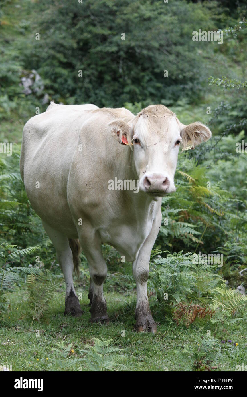 Cow, Natural Park of Gorbeia, Biscaye, Alava, Basque Country, Spain ...