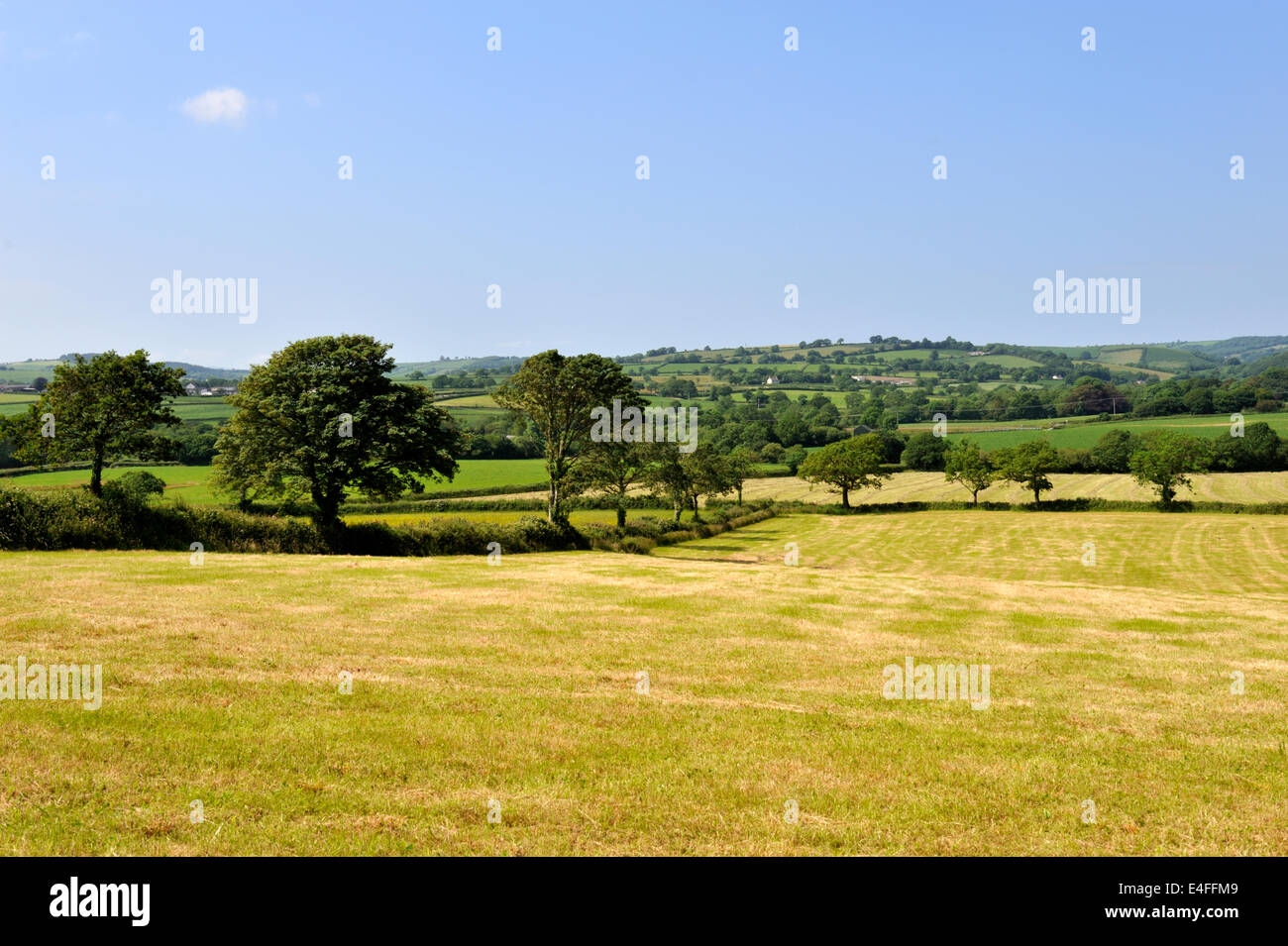 Welsh countryside in summer, near St clears, Carmarthen, Wales, UK, Pembrokeshire, Stock Photo