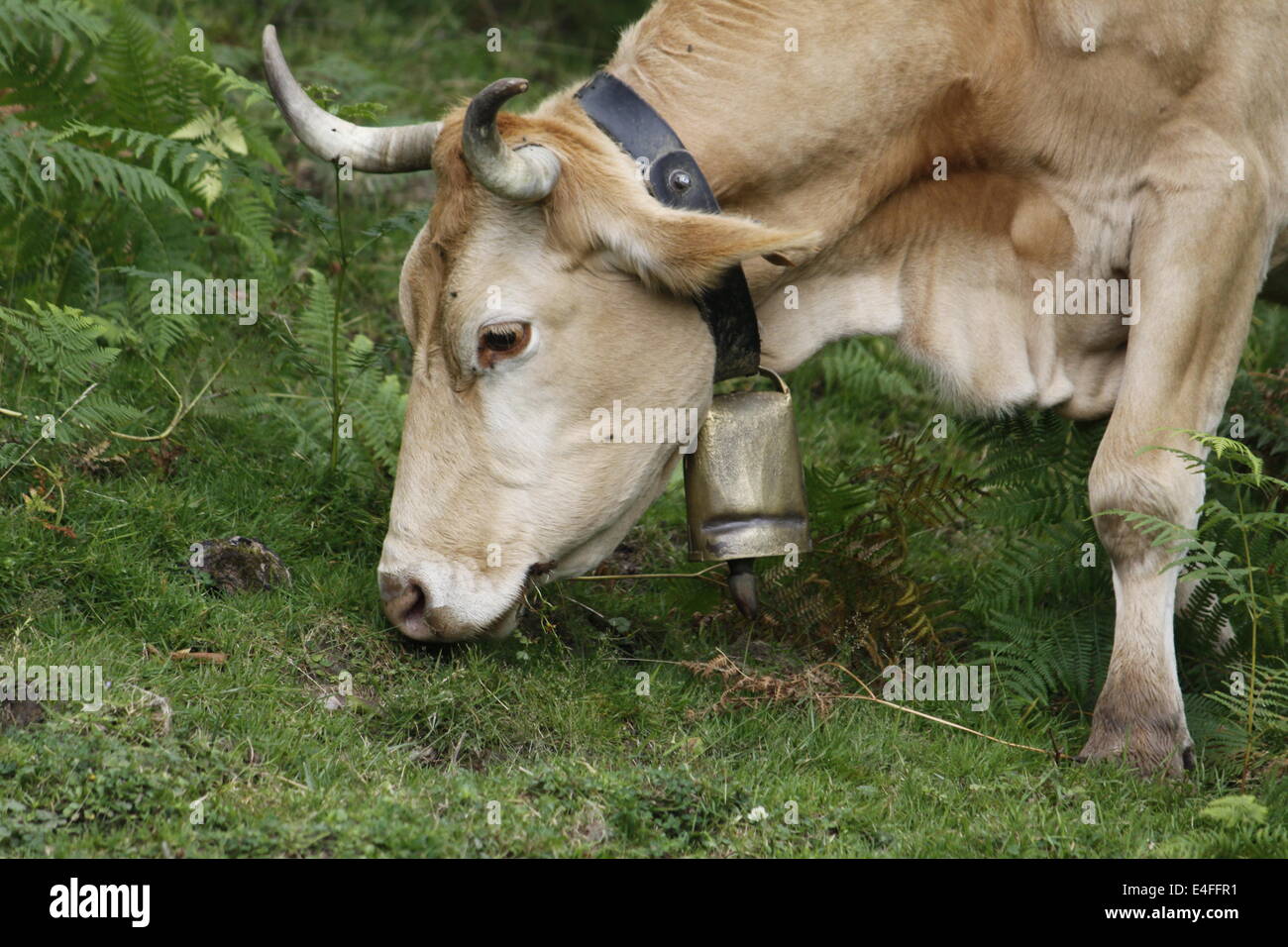 Cow, Natural Park of Gorbeia, Biscaye, Alava, Basque Country, Spain ...