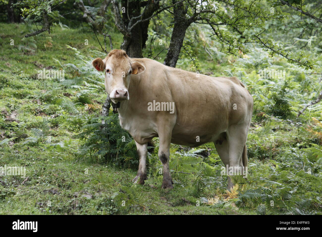 Cow, Natural Park of Gorbeia, Biscaye, Alava, Basque Country, Spain ...