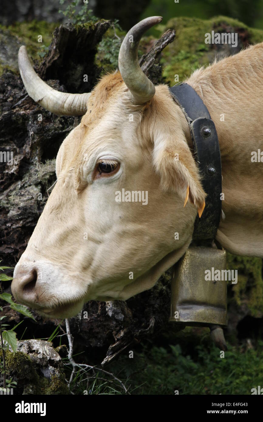 Cow, Natural Park of Gorbeia, Biscaye, Alava, Basque Country, Spain ...