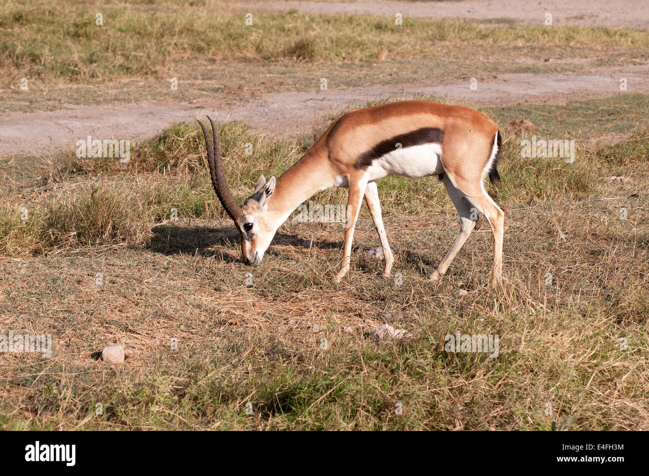 Male Thomson’s Gazelle grazing in Amboseli National Park Kenya East Africa Stock Photo