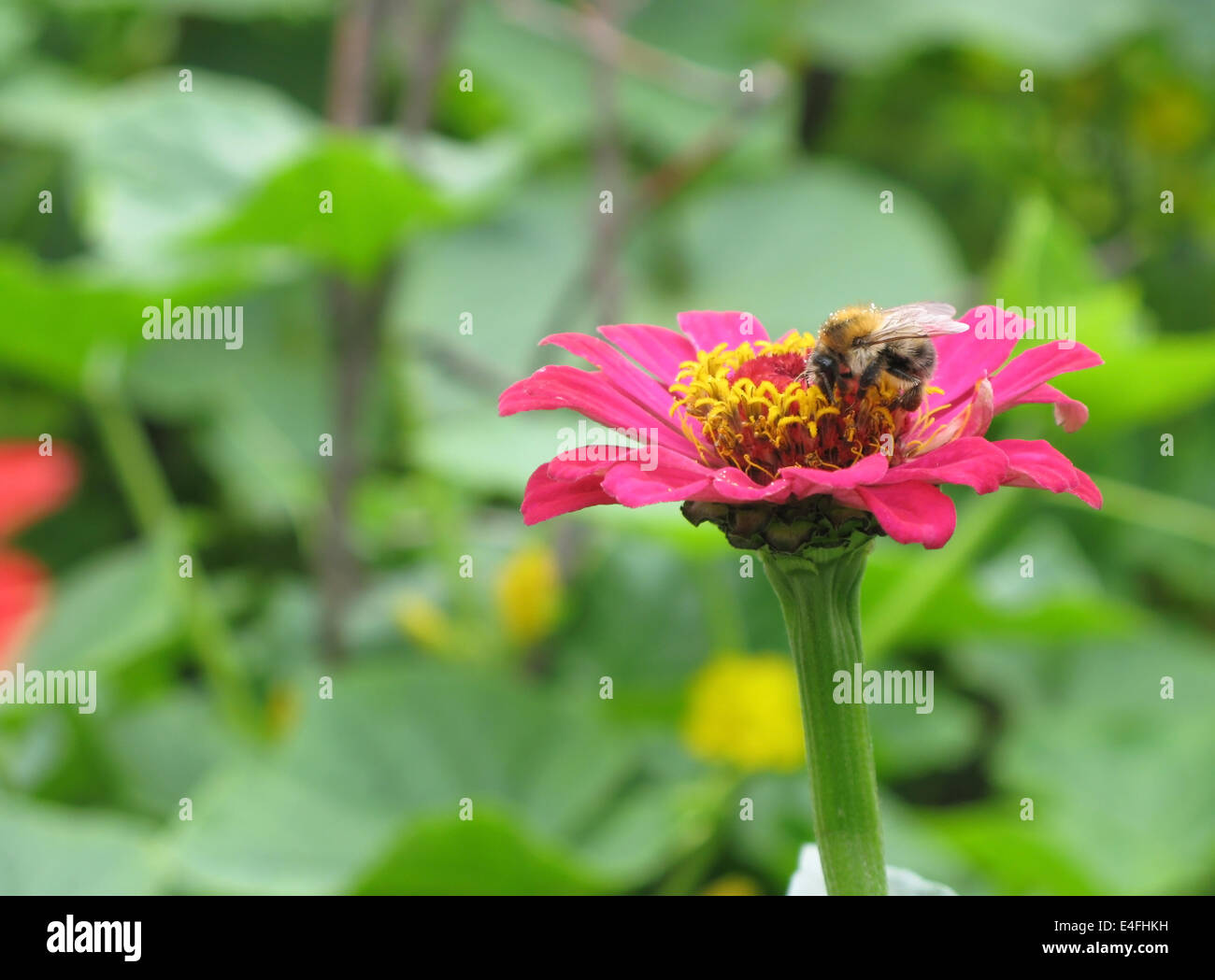 A bee on the pink flower Stock Photo